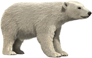 Polar Bear 3d Model - Realistic Polar Bear Cartoon, HD Png Download PNG with transparent background