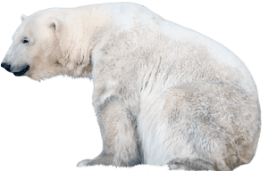 Polar Bear Png Free Pic - Polar Bear Transparent Background, Png Download PNG image with transparent background