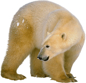 Polar White Bear Png - Polar Bear Adoptions, Transparent Png PNG with transparent background