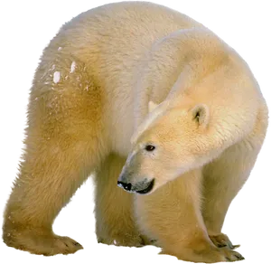 Polar Bear Profile.png PNG Image