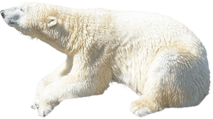 Polar Bear Png Image - Polar Bear Transparent Background, Png Download PNG image with transparent background