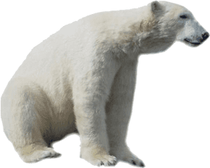 Polar Bear Png Hd - Real Polar Bear Clipart, Transparent Png PNG image with transparent background