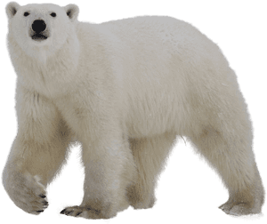 Polar White Bear Png - Polar Bear Transparent Background, Png Download PNG with transparent background