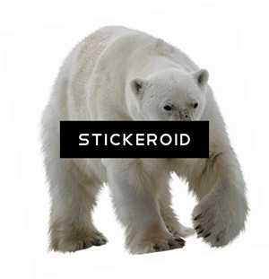 Polar White Bear - Polar Bears No Background, HD Png Download PNG with transparent background