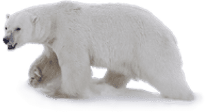 Polar Bear Png Transparent Images - Polar Bear Clear Background, Png Download PNG with transparent background