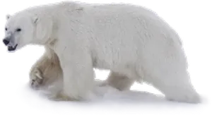 Polar Bear Walkingon Ice PNG Image