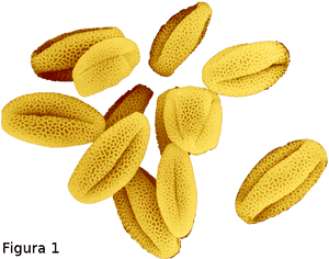 Neste Último Mês De Abril, A Revista Journal Of Experimental - Pollen Grains PNG image with transparent background