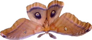 Except For Fall And Winter It Is Bug Season In Most - Silk Moth Png, Transparent Png PNG