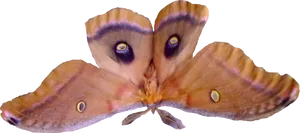 Polyphemus Moth Spread Wings PNG Image