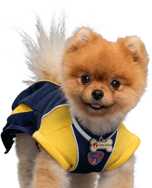 Pomeranianin Cheerleader Outfit PNG Image