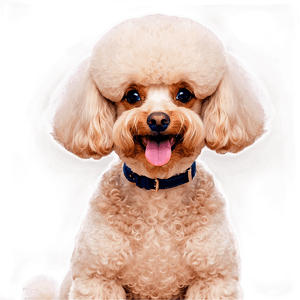 Poodle Haircut Styles PNG 06112024 PNG image with transparent background