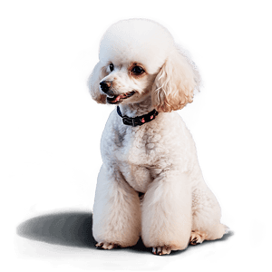 Poodle Haircut Styles PNG 81 PNG image with transparent background