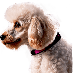 Poodle Haircut Styles PNG nor PNG image with transparent background