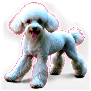 Poodle on Walk PNG lrj PNG image with transparent background