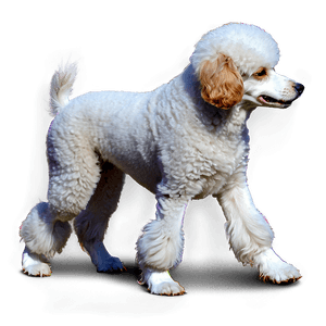 Poodle on Walk PNG scu PNG image with transparent background