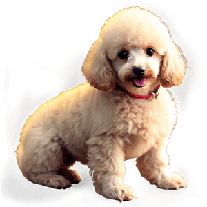 Poodle Puppy Icon PNG 06112024 PNG image with transparent background