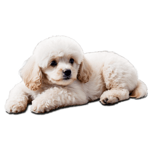 Poodle Puppy Icon PNG mdb11 PNG image with transparent background