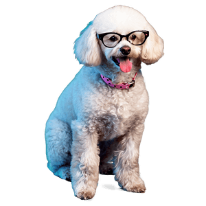 Poodle with Glasses PNG 43 PNG image with transparent background