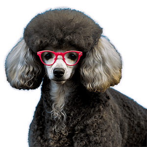 Poodle with Glasses PNG 7 PNG image with transparent background