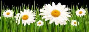 Poppies And Daisies With Grass Png Clipart Picture - Daisies Png, Transparent Png PNG image with transparent background