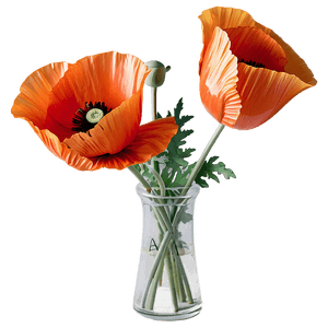 Poppy Bouquet Arrangement PNG 61 PNG image with transparent background