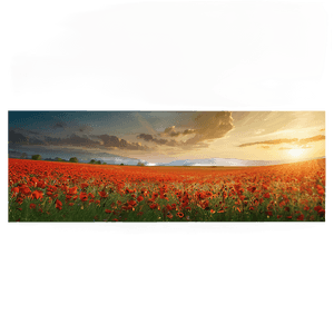 Poppy Field Landscape PNG 06112024 PNG image with transparent background