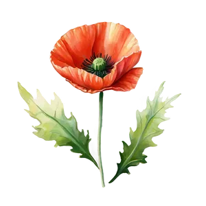 Poppy Watercolor Rendering Png Lrf19 PNG Image