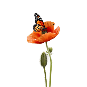 Poppy with Butterfly PNG 06112024 PNG image with transparent background