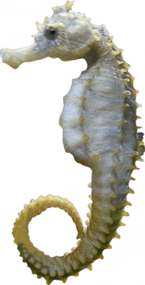 Portable Network Graphics, HD Png Download PNG image with transparent background