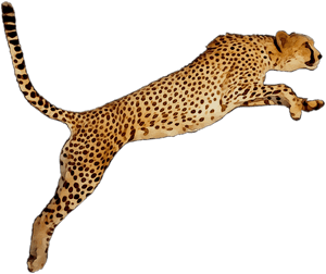 Portable Wallpaper Leopard Desktop Graphics Cheetah - Cheetah Clipart, HD Png Download PNG image with transparent background