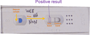Pregnancy Tests Folding Solution - Hcg Test Results Positive, HD Png Download PNG image with transparent background