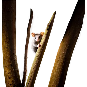 Possum In The Dark Png Irm PNG Image