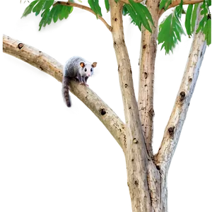 Possum On Branch Png 78 PNG Image