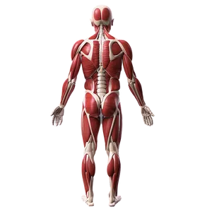 Posterior Muscular System View Png Rpy5 PNG Image