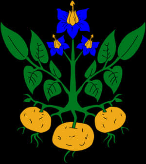Potato Plant Illustration PNG image with transparent background
