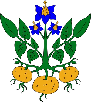 Potato Plant Illustration PNG Image