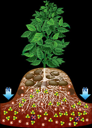Potato_ Plant_ Structure_and_ Growth.jpg PNG with transparent background