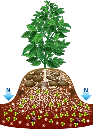 Potato_ Plant_ Structure_and_ Growth.jpg PNG Image