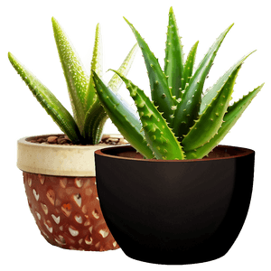 Potted Aloe Vera Plants PNG 40 PNG