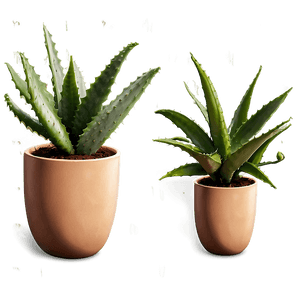 Potted Aloe Vera Plants PNG slt35 PNG
