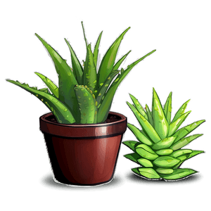 Potted Aloe Vera Plants PNG tec PNG