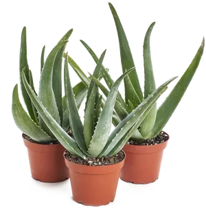 Potted Aloe Vera Plants PNG Image