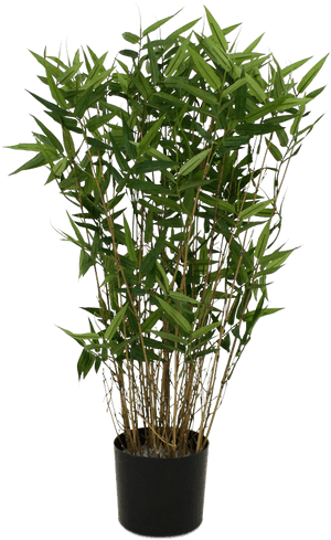 Single Bamboo Tree Png - Potted Bamboo Png, Transparent Png PNG with transparent background