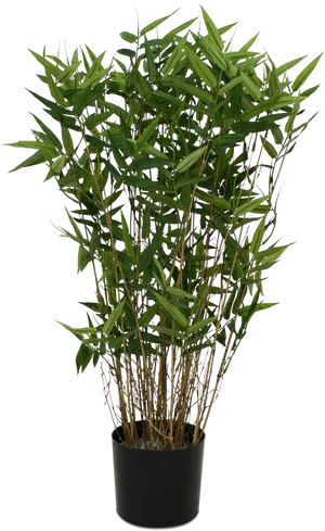 Potted Bamboo Plant PNG Image