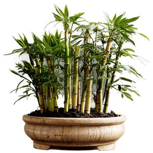 Potted Bamboo Plants PNG 75 PNG