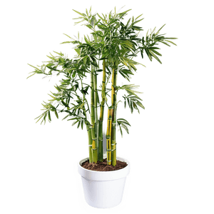 Potted Bamboo Plants PNG nxk PNG