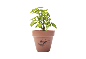 Potted Basil Plant PNG