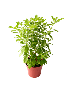 Potted Basil Plant.png PNG