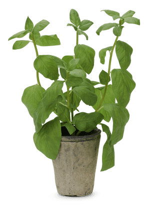 Potted Basil Plant PNG