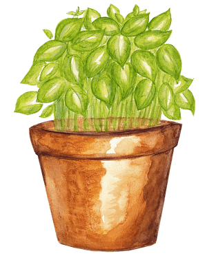 Potted Basil Watercolor Illustration PNG